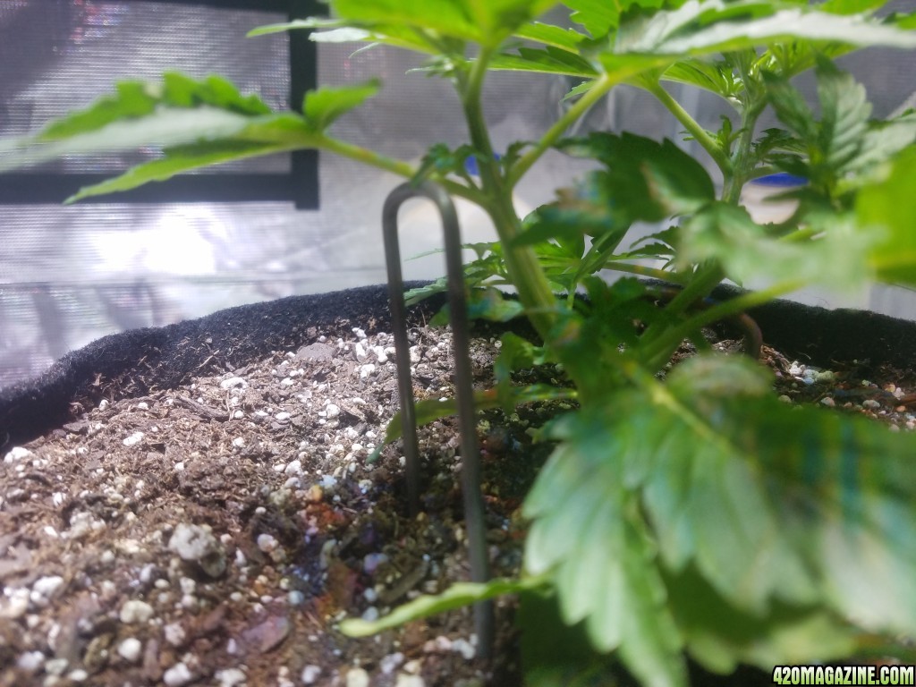 Auto Grow