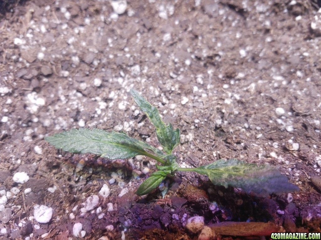 Auto Grow