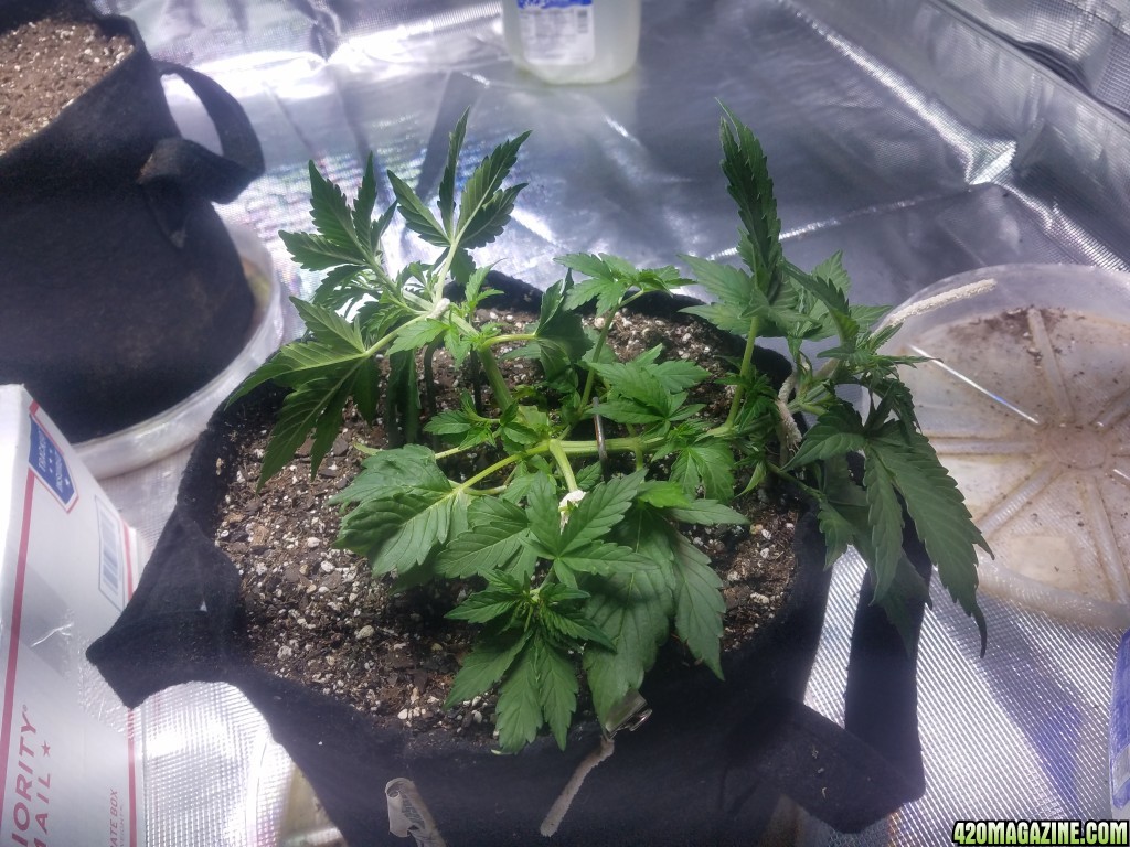 Auto Grow