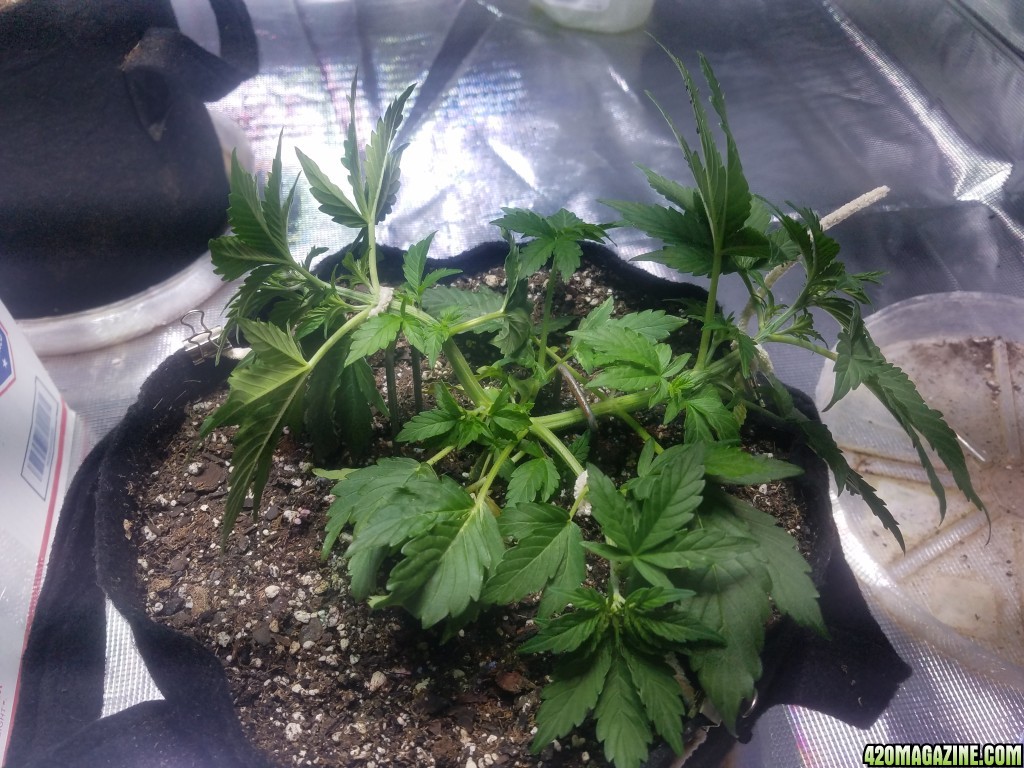 Auto Grow