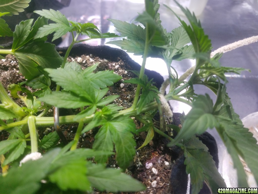 Auto Grow