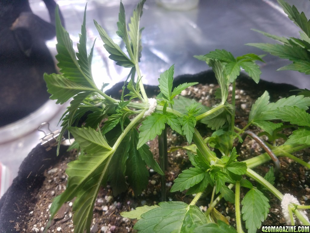 Auto Grow