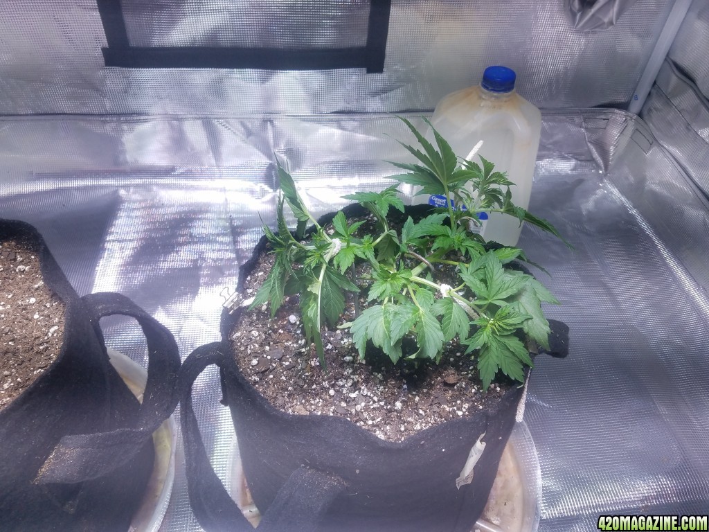 Auto Grow