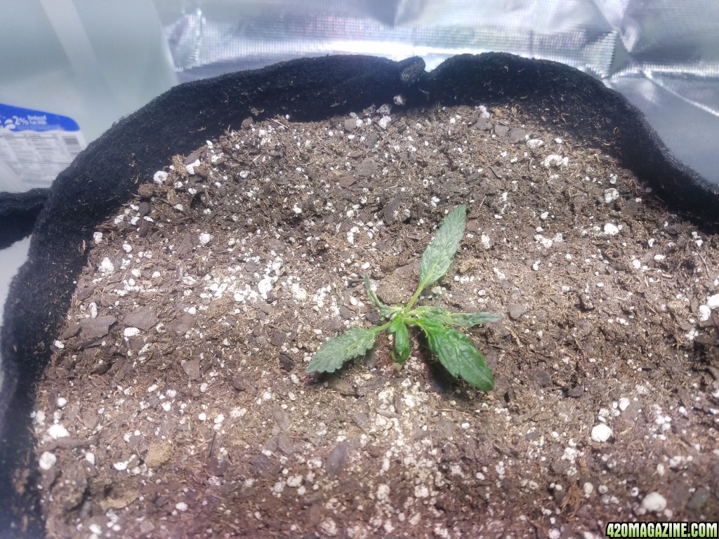 Auto Grow