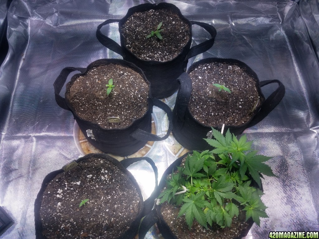 Auto Grow