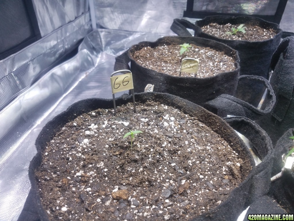 Auto Grow