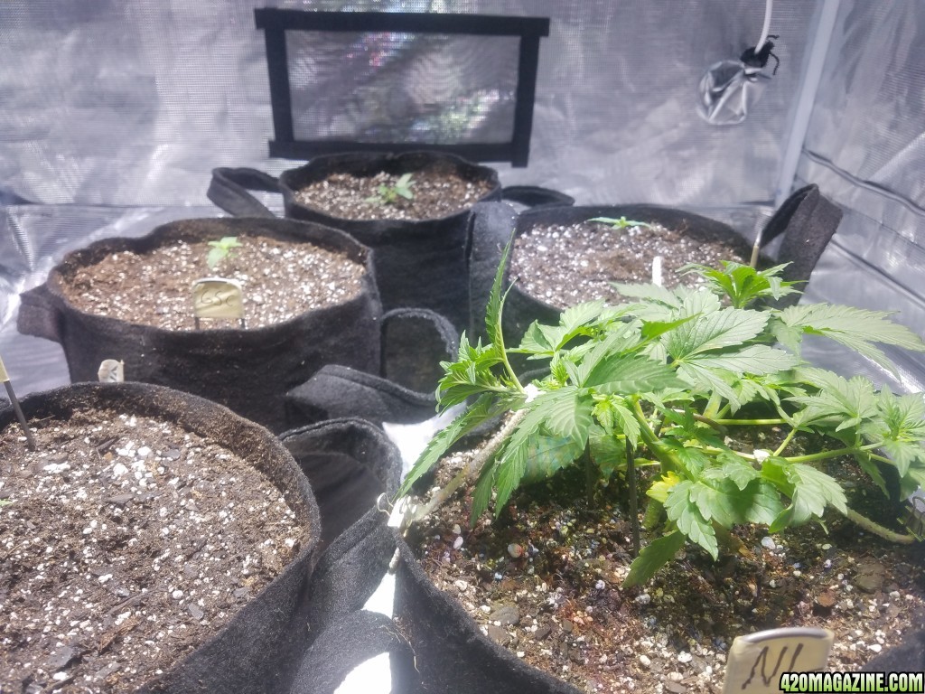 Auto Grow