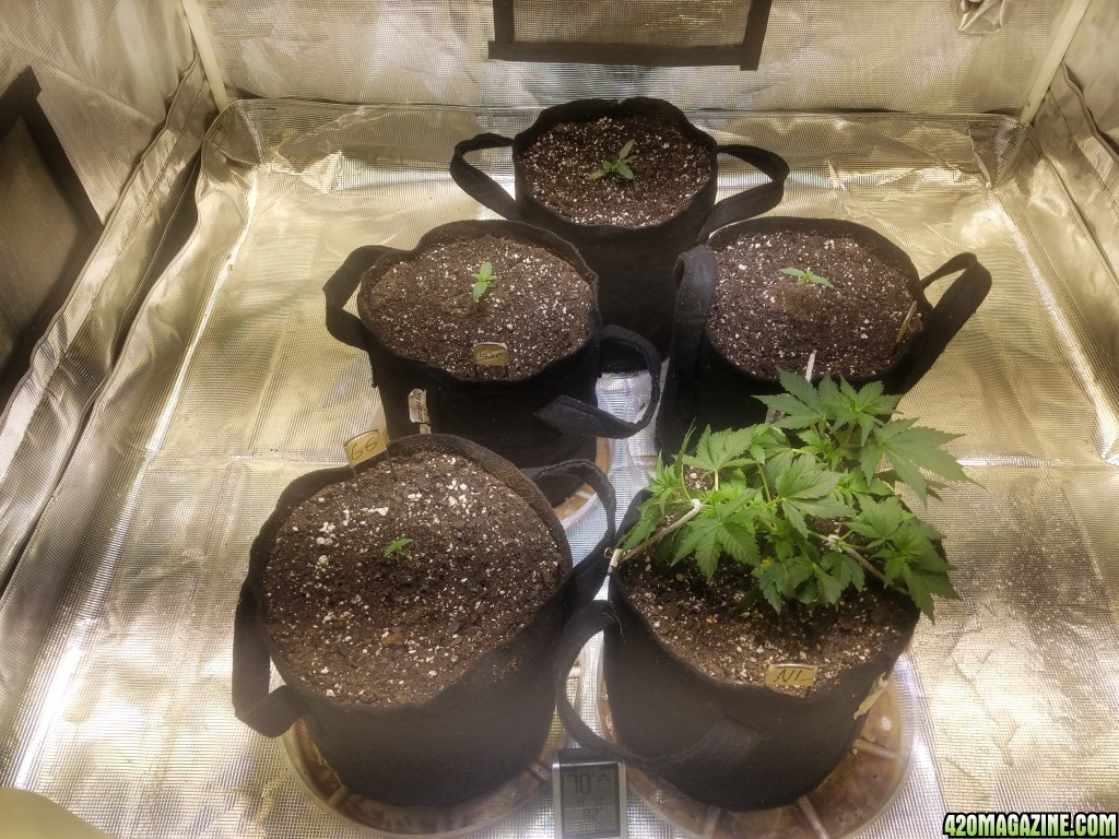 Auto Grow