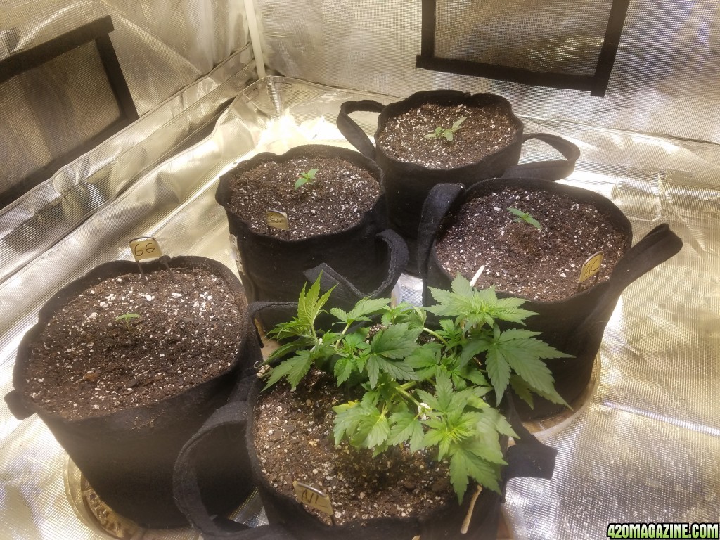 Auto Grow