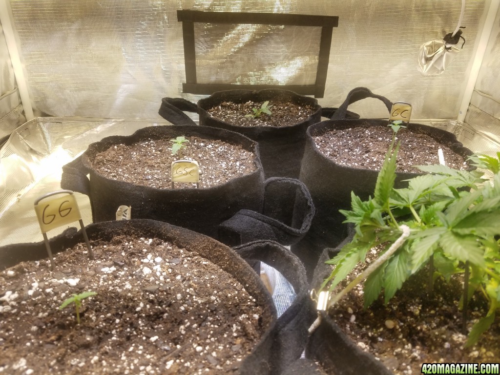 Auto Grow