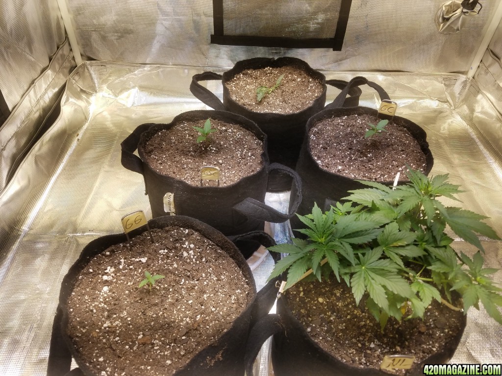 Auto Grow