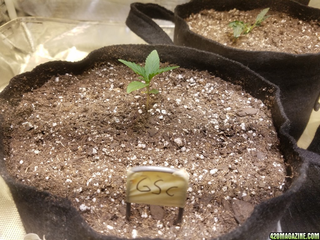 Auto Grow