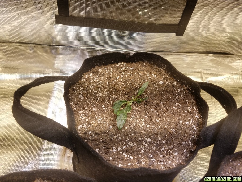 Auto Grow