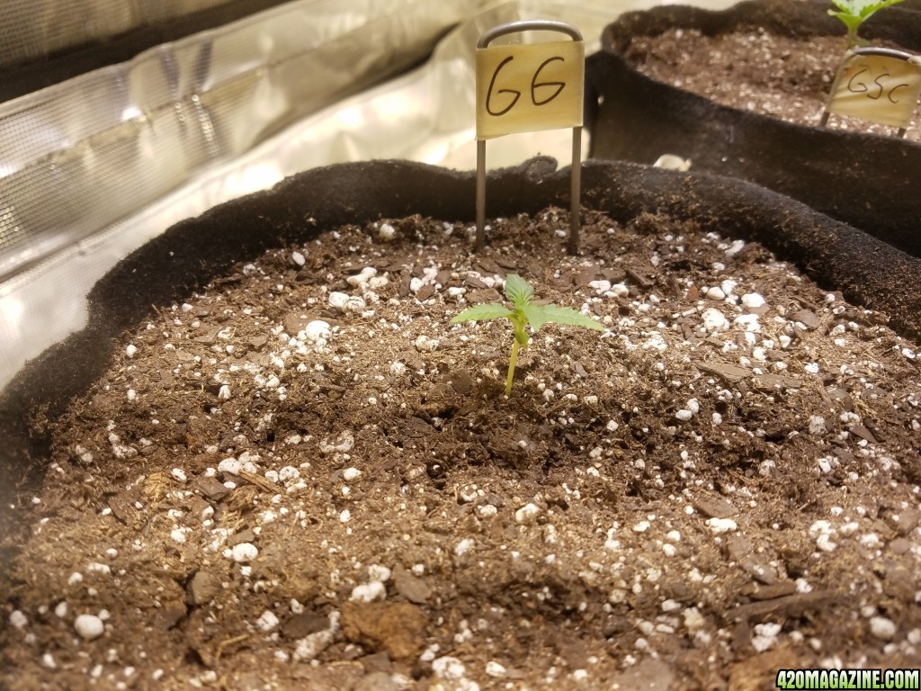 Auto Grow