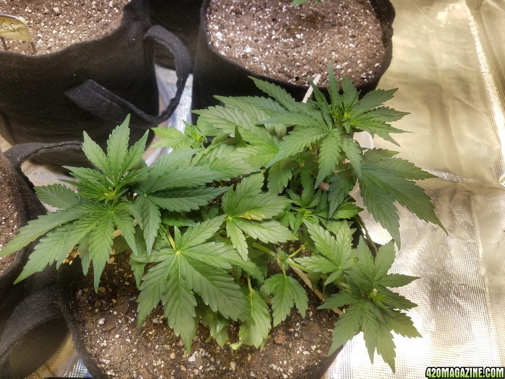 Auto Grow