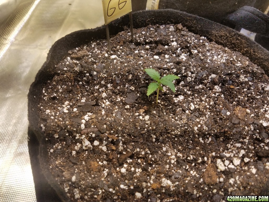 Auto Grow