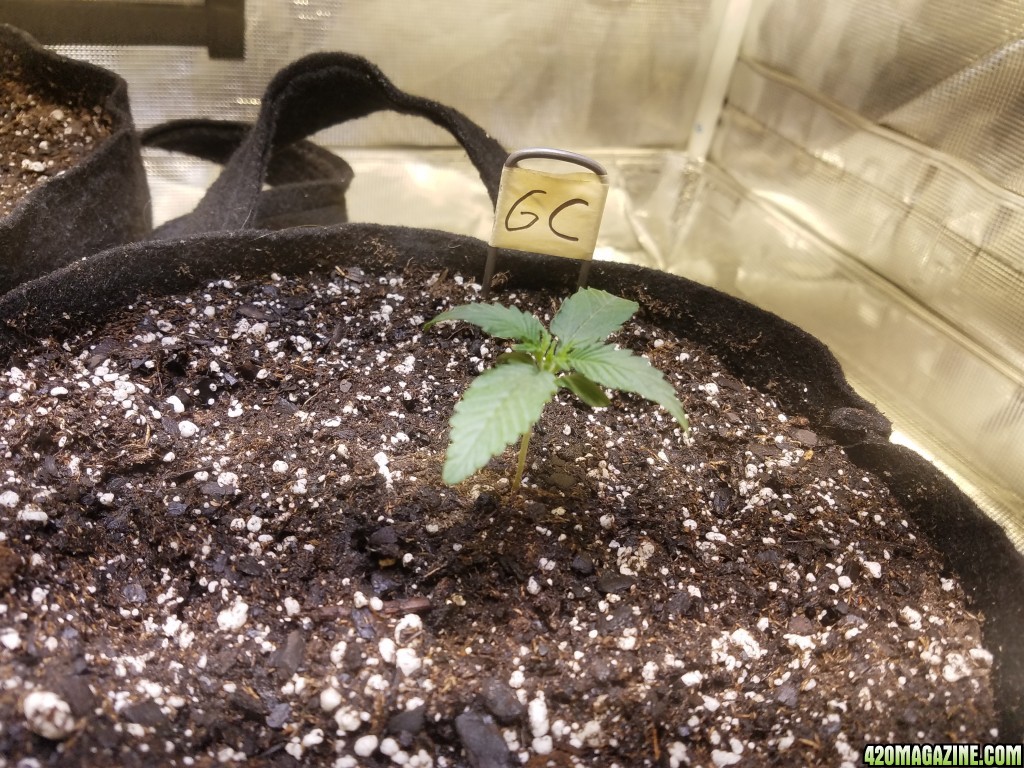 Auto Grow