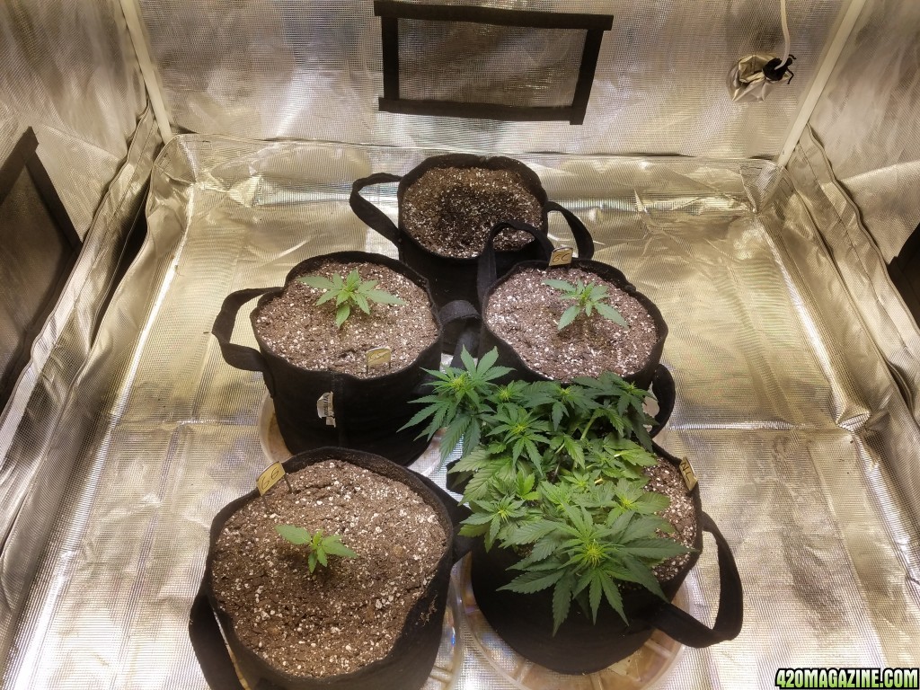 Auto Grow