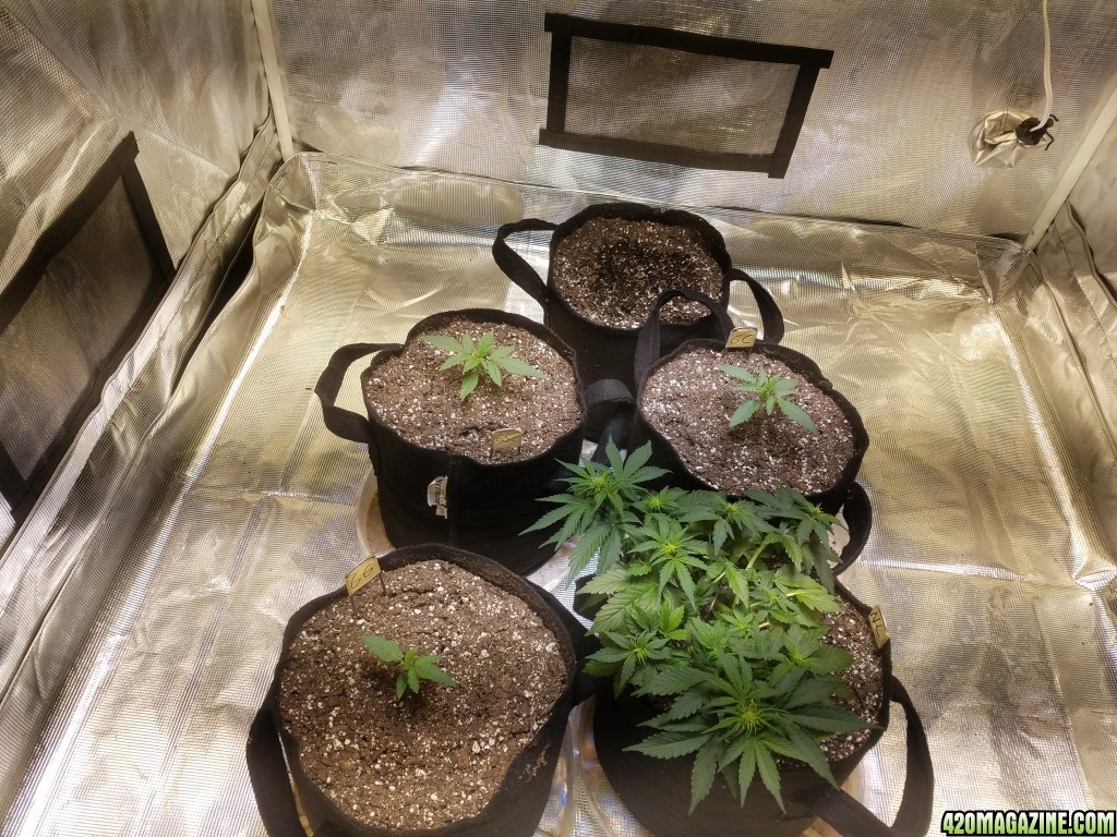 Auto Grow