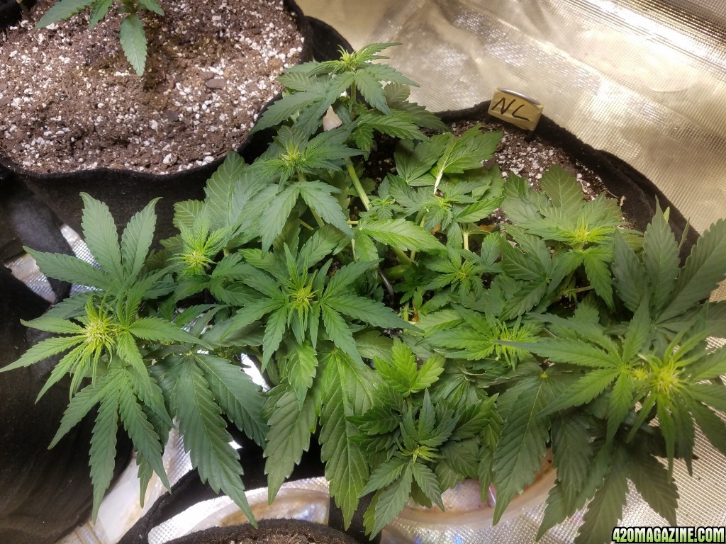 Auto Grow