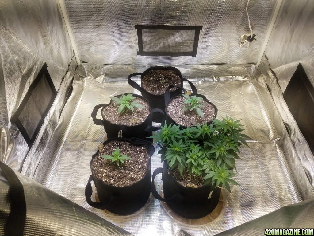 Auto Grow