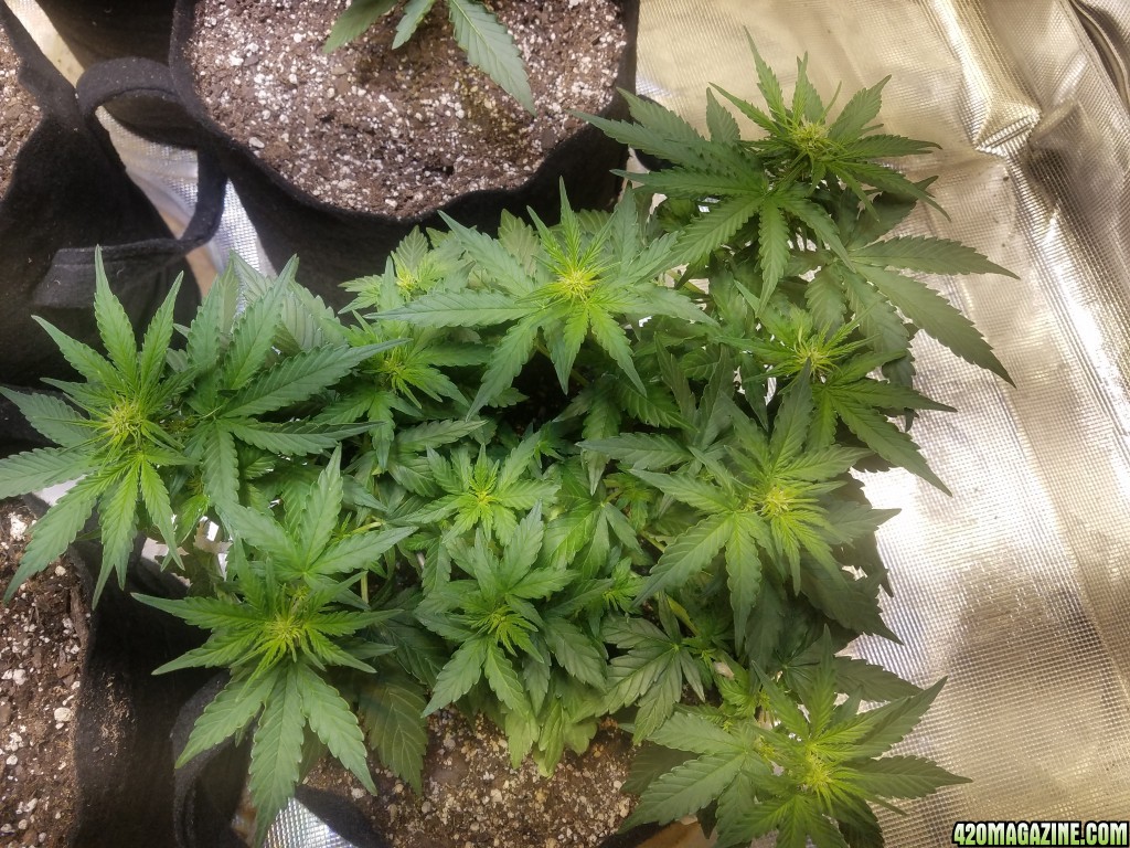 Auto Grow