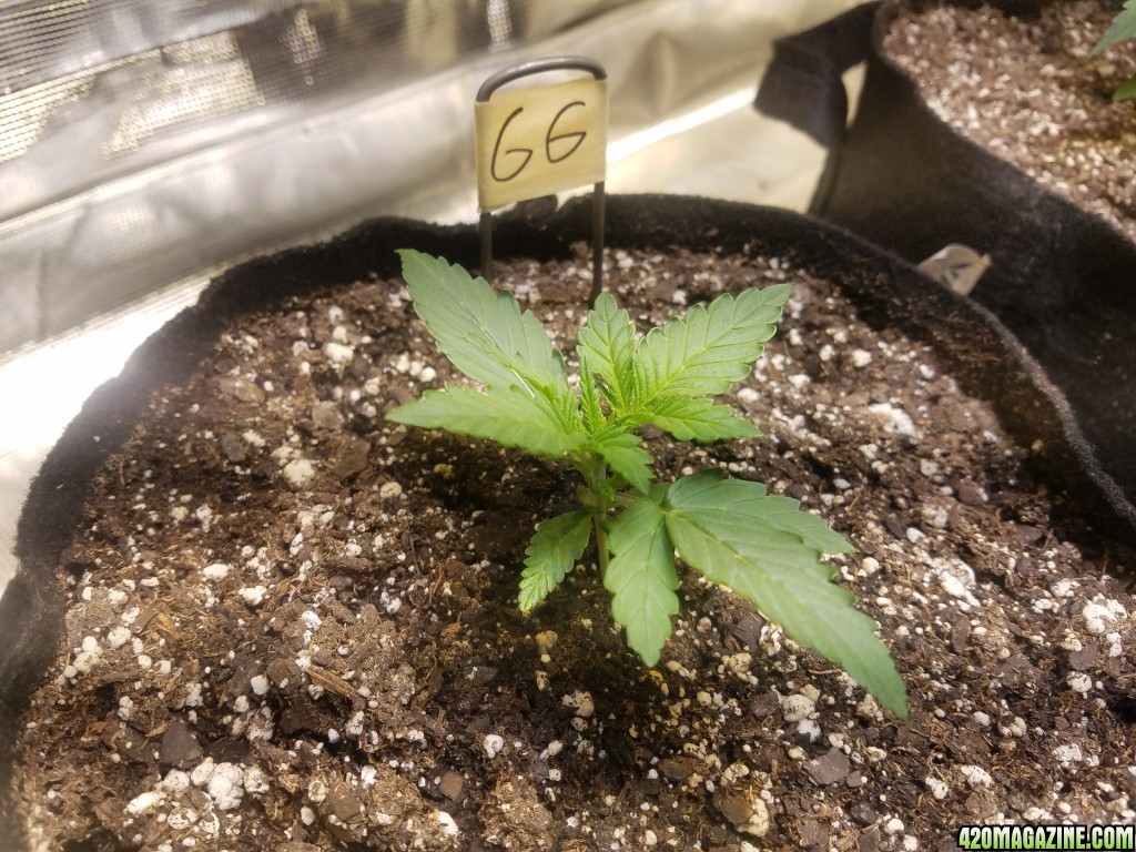 Auto Grow