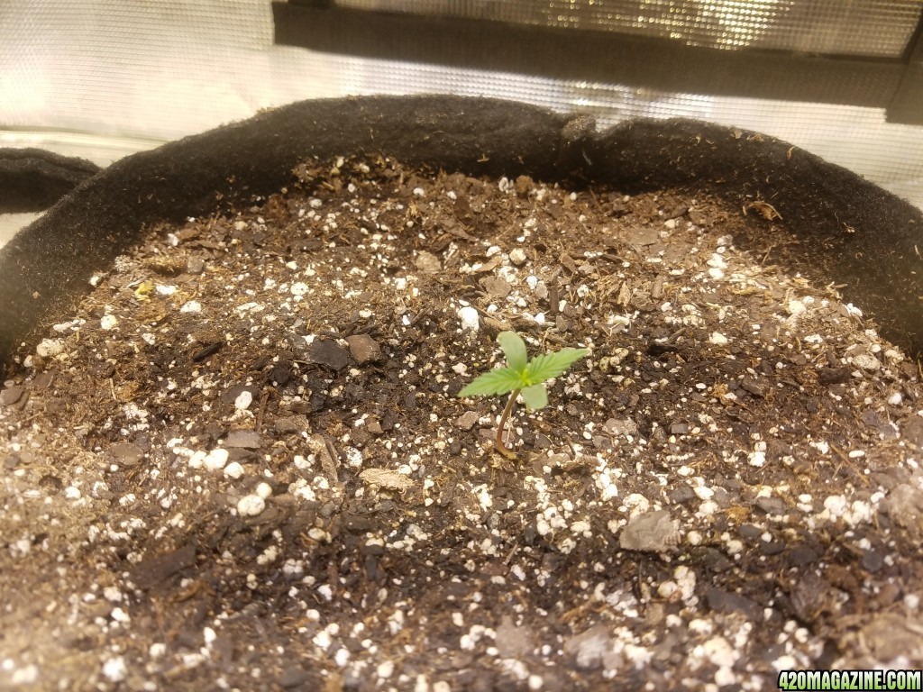 Auto Grow