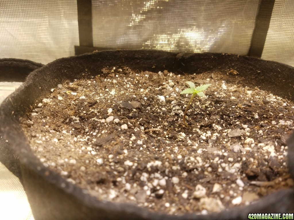 Auto Grow