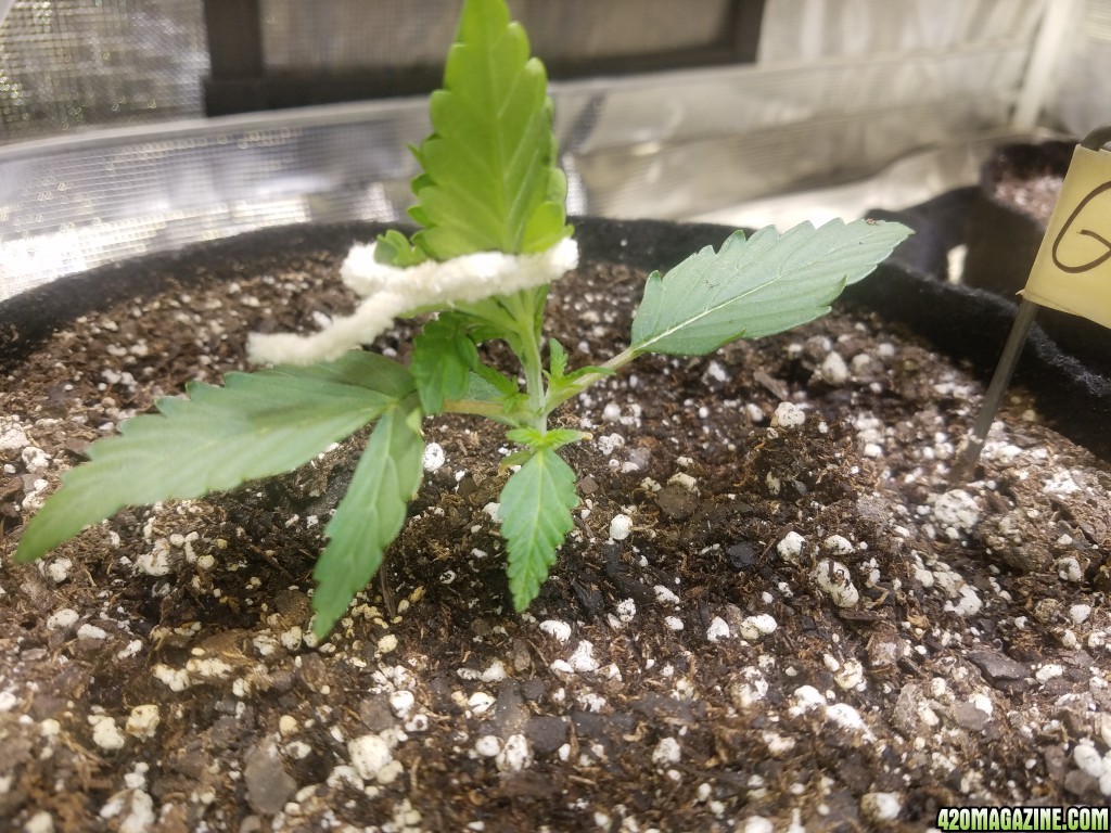 Auto Grow