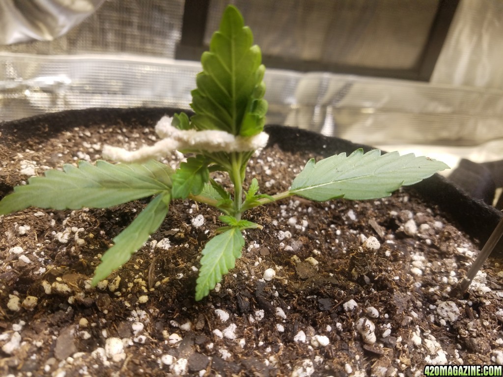 Auto Grow