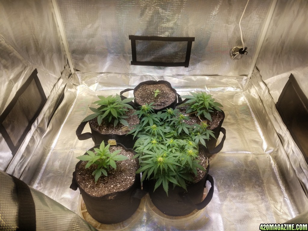 Auto Grow