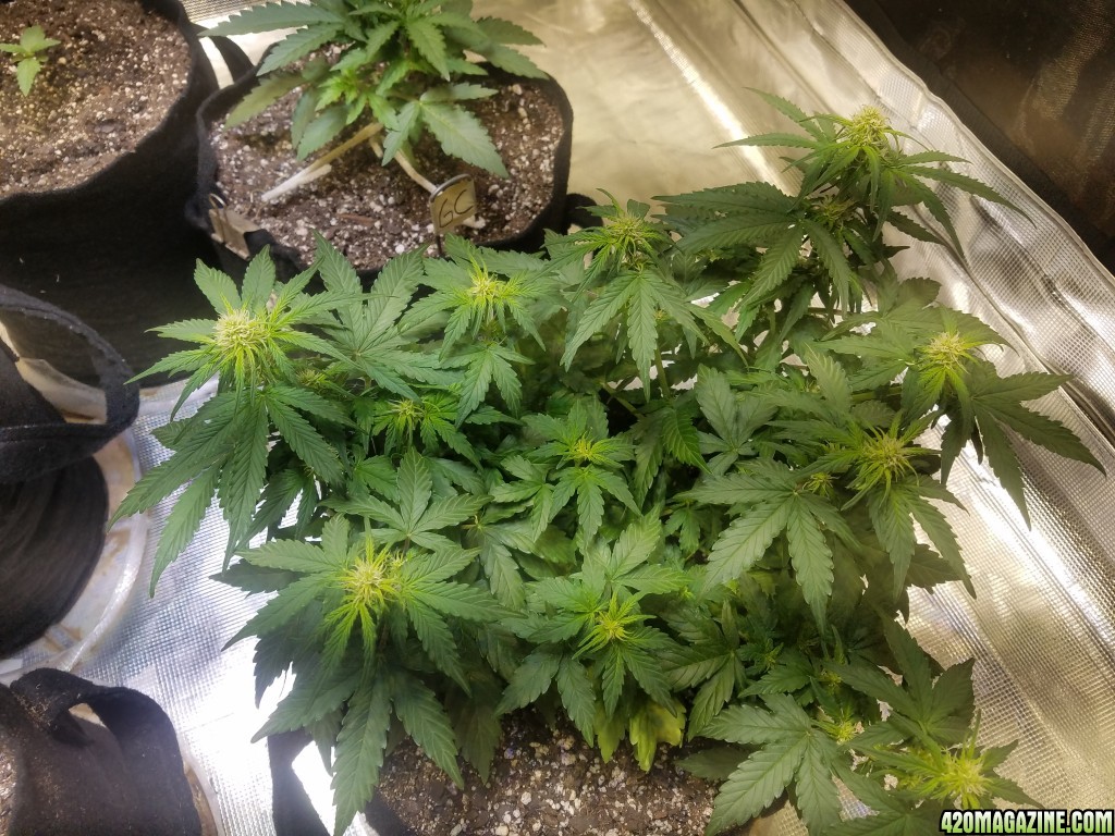 Auto Grow