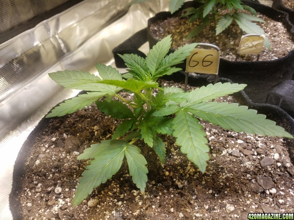 Auto Grow