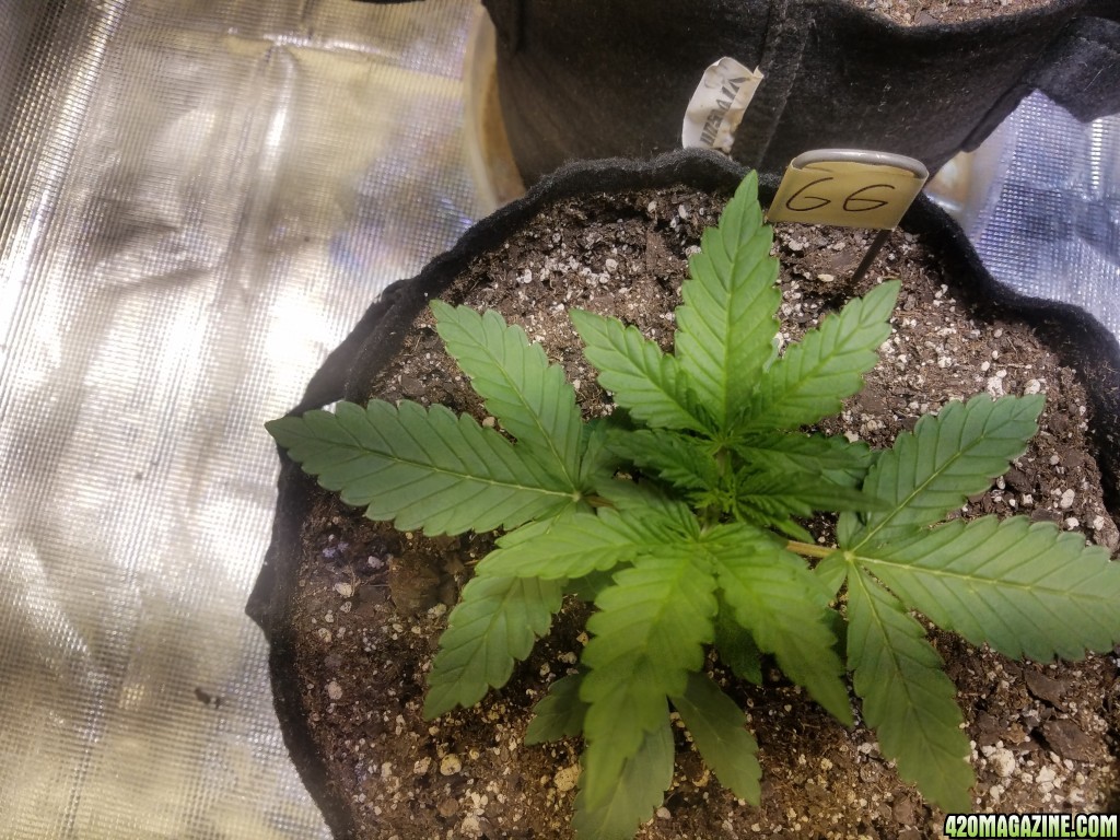 Auto Grow