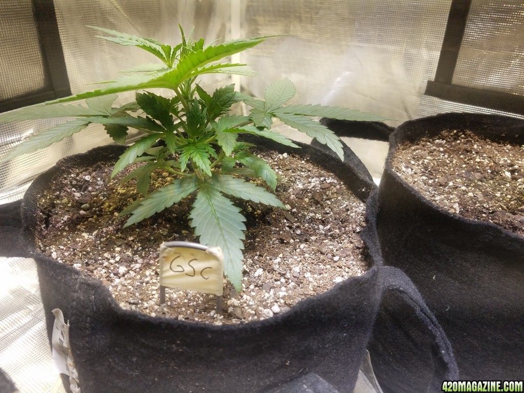 Auto Grow