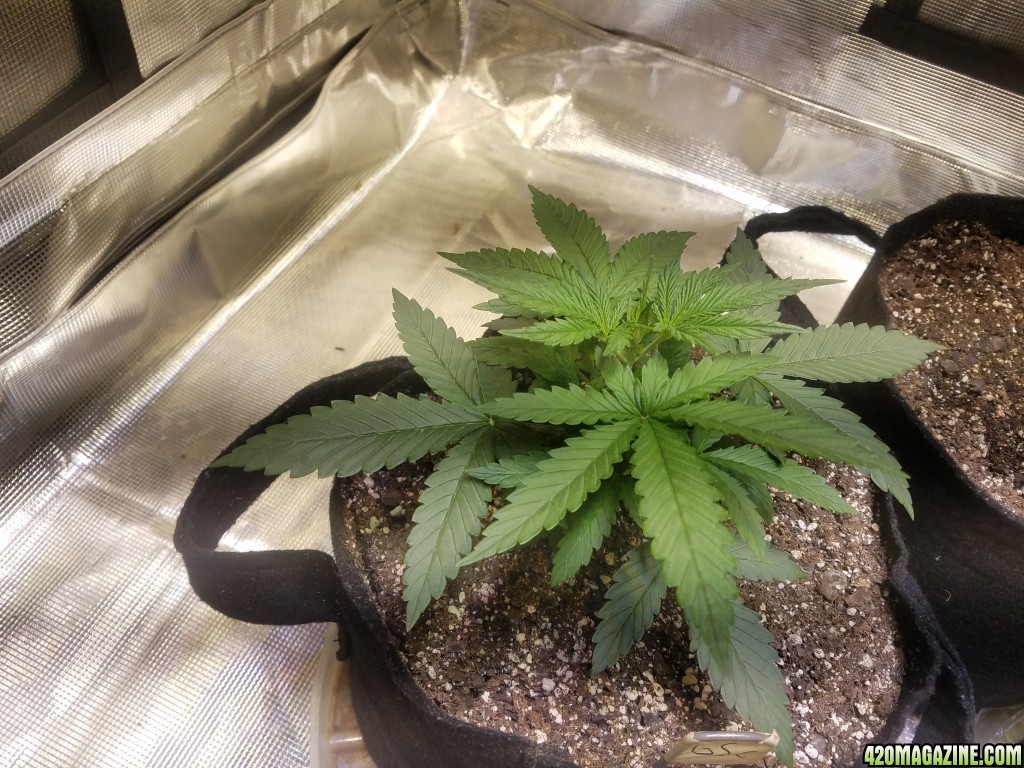 Auto Grow