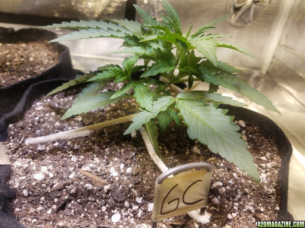 Auto Grow