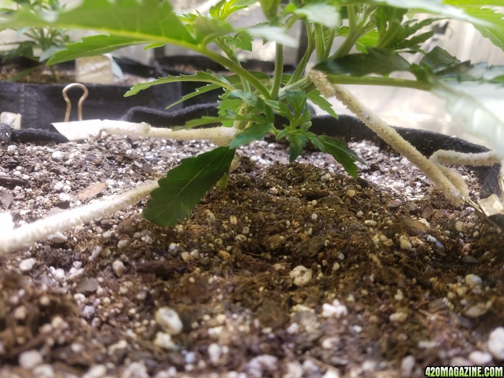 Auto Grow