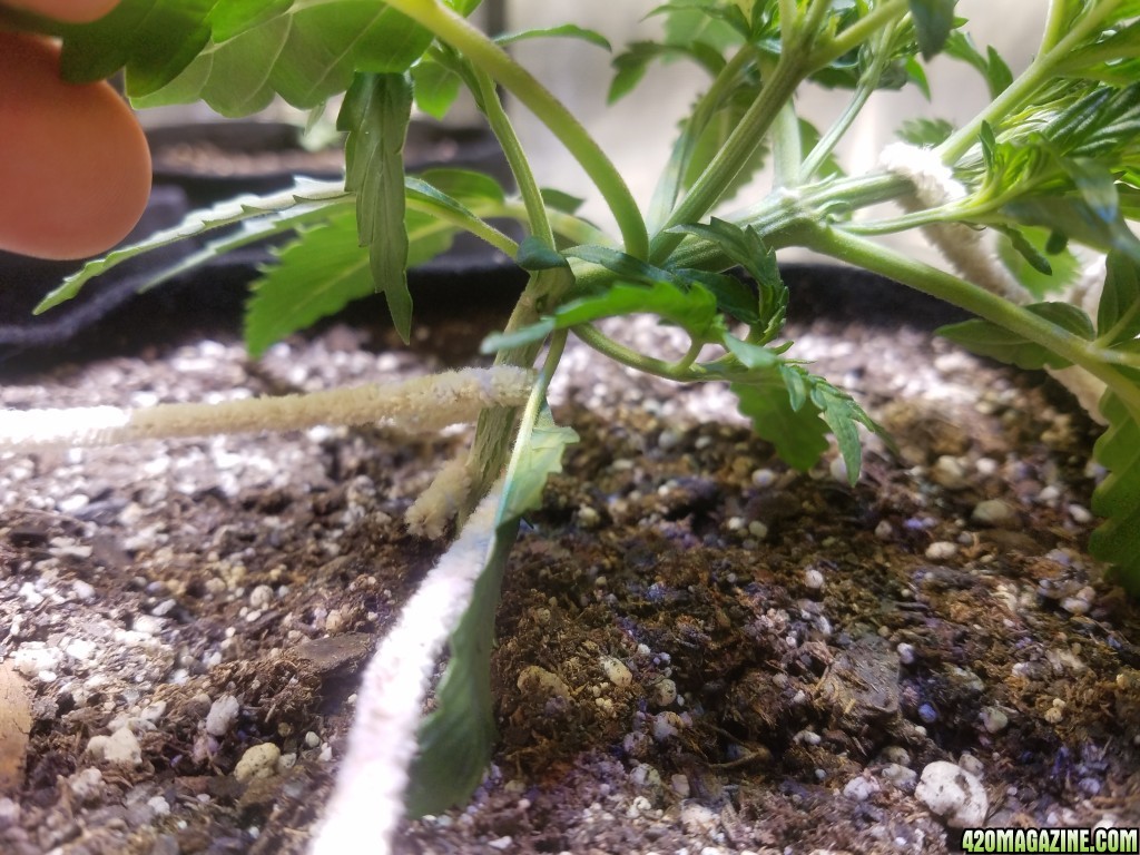 Auto Grow