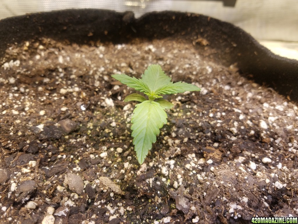 Auto Grow