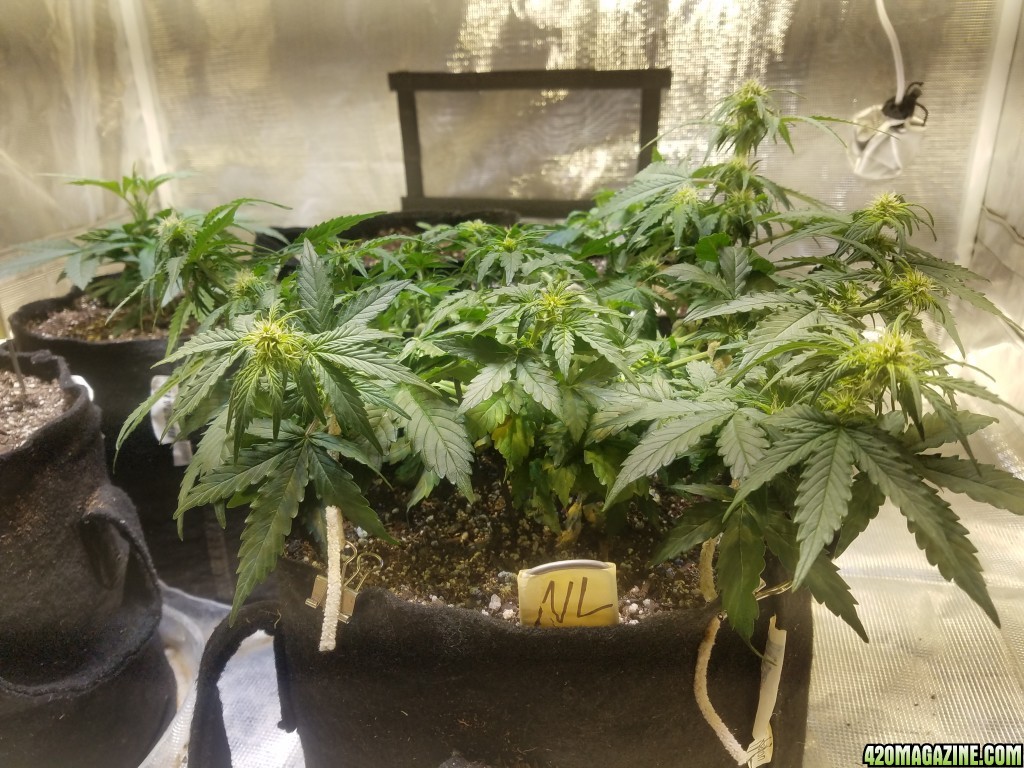 Auto Grow