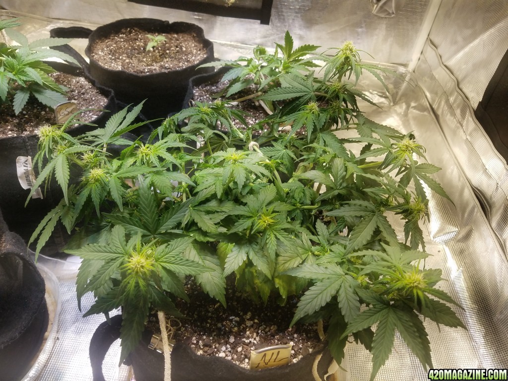 Auto Grow