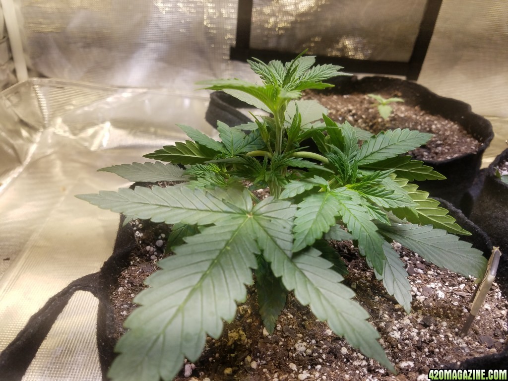 Auto Grow