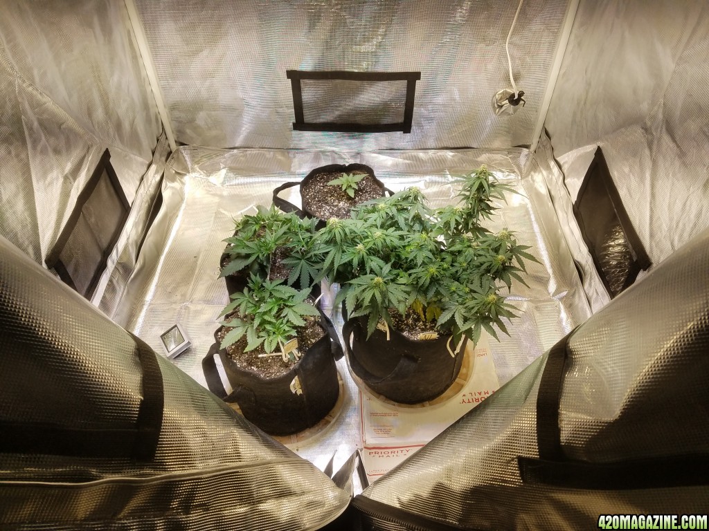 Auto Grow