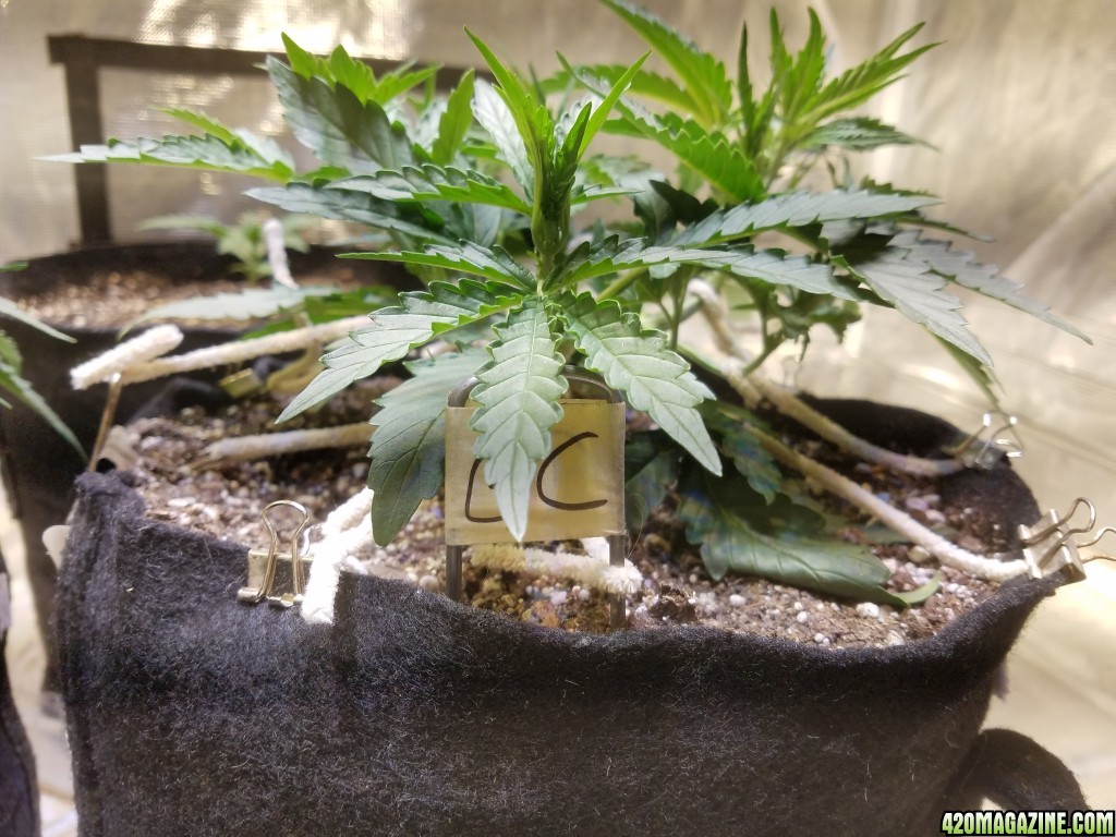 Auto Grow