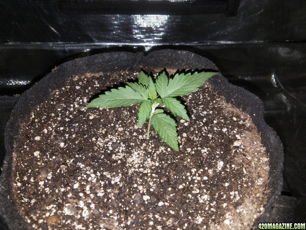 Auto Grow