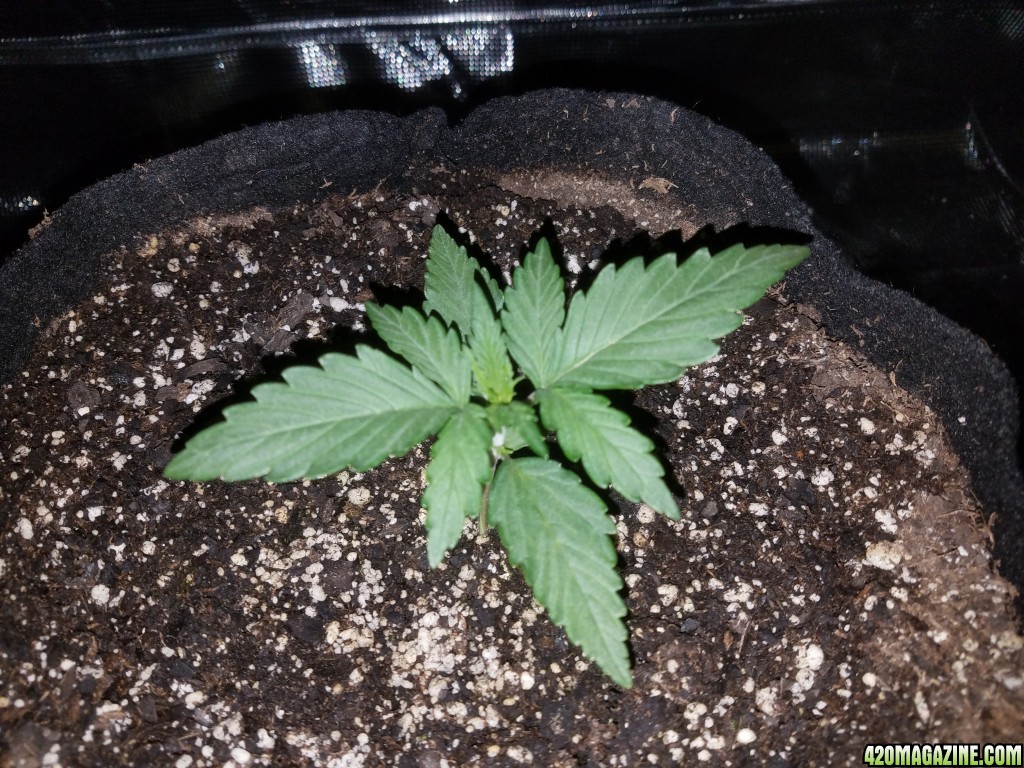 Auto Grow