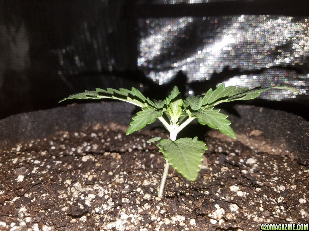 Auto Grow