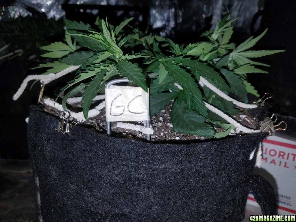 Auto Grow